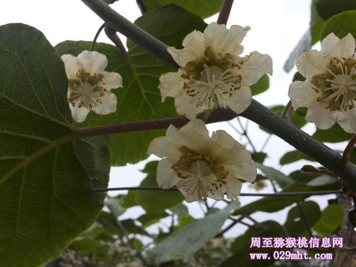 陕西周至PG国际猕猴桃5月花开画报