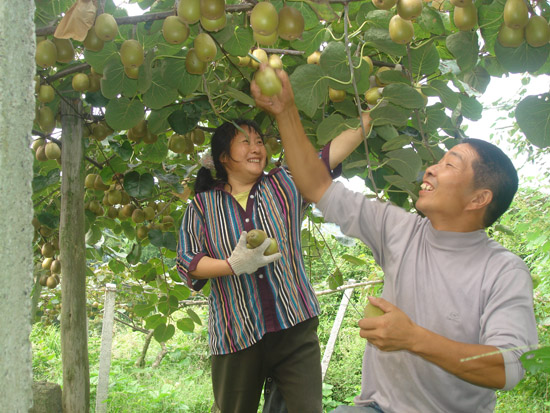 <a href=http://www.summer2018.cn/meixianmihoutao/ target=_blank class=infotextkey />眉县PG国际猕猴桃</a>什么时候成熟?