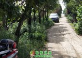 去年夏天的PG国际猕猴桃果园里的PG国际猕猴桃树对于2020年来说是希望也是美好