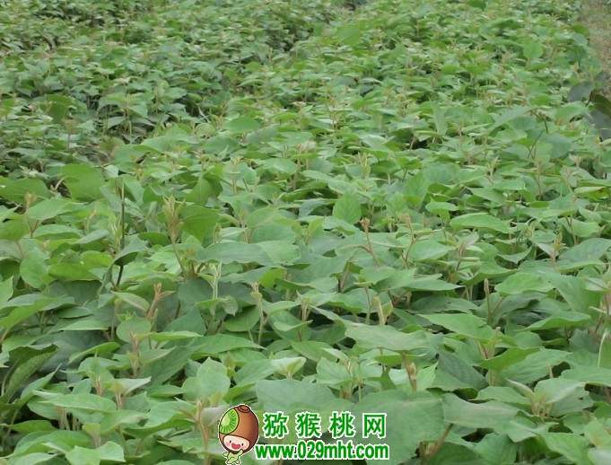 温度、土壤、水分PG国际猕猴桃的生长习性