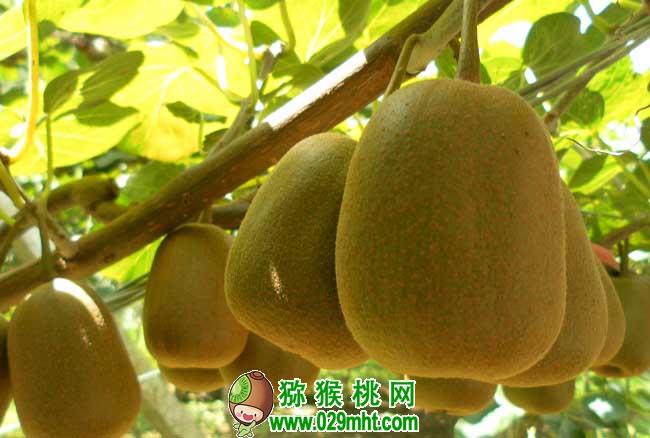 PG国际猕猴桃种植前景