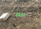互联网给眉县PG国际猕猴桃带来了什么？