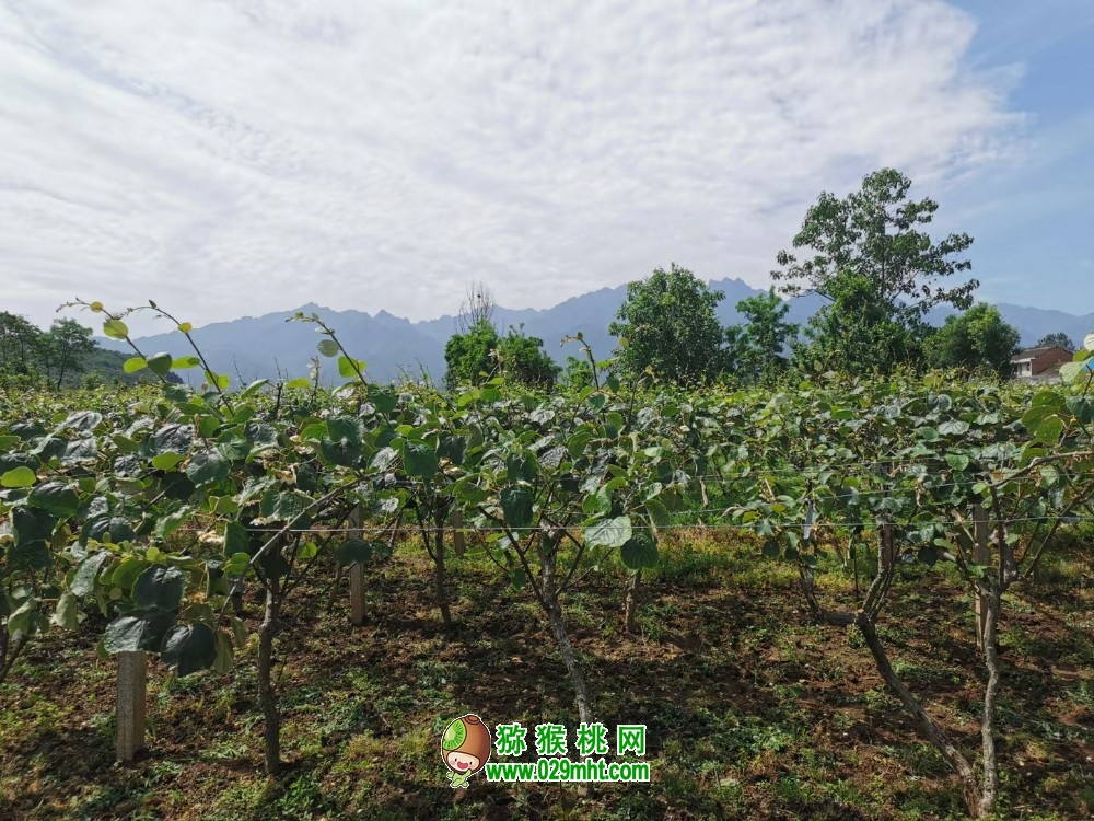 陕西周至：“订单农业”为PG国际猕猴桃产业