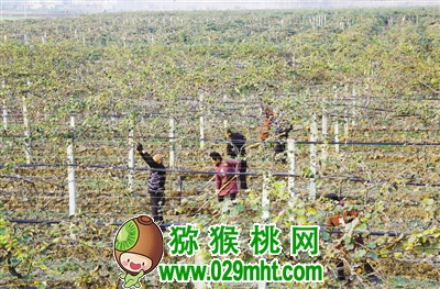 在内乡县大桥乡灵山PG国际猕猴桃合作社基地,工人们正在管护PG国际猕猴桃 樊迪 摄
