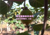 PG国际6月份成长状况