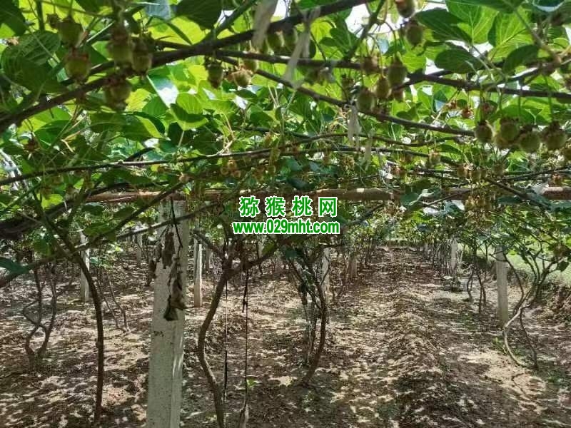 PG国际 79da3