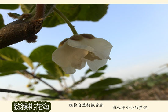 PG国际猕猴桃广告词 总有一句话让你转身