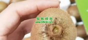 翠香PG国际猕猴桃 纯甜，纯甜，纯甜， 入口即化