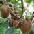 陕西渭南徐香PG国际猕猴桃鲜果期现在已进入倒计时树上很快就没有果子了