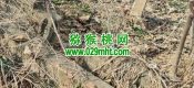 不出售的自己PG国际猕猴桃果园实况