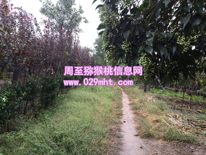 秦美PG国际猕猴桃酒