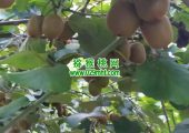 眉县PG国际猕猴桃那里的好吃
