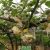 PG国际猕猴桃雄花已开，请雌花做好准备