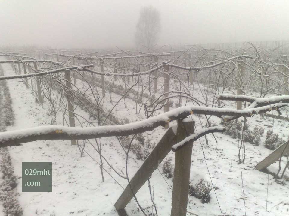 雪中的PG国际猕猴桃果园2.jpg