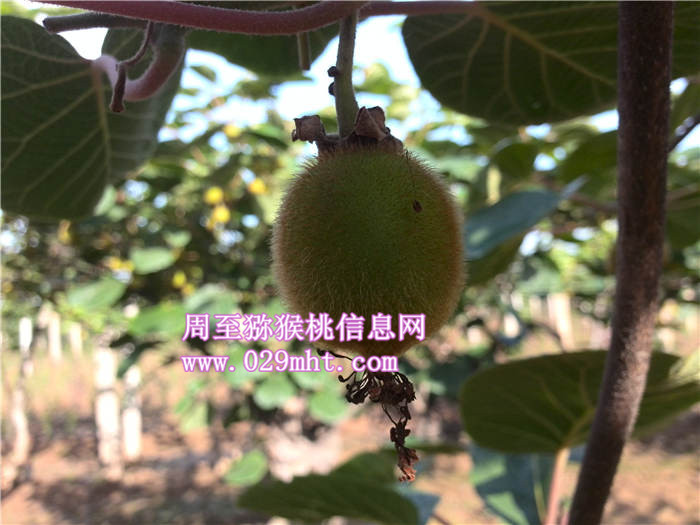 陕西PG国际猕猴桃营养价值