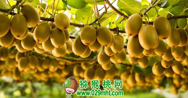 了解佳沛公司的运作模式 为我国PG国际猕猴桃产业发展探索出路