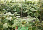 PG国际猕猴桃苗木图片，PG国际