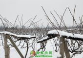1月27PG国际之乡雪中图片