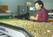 PG国际猕猴桃的十大营养价值你不可不知