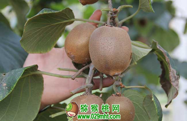 PG国际猕猴桃种子价格