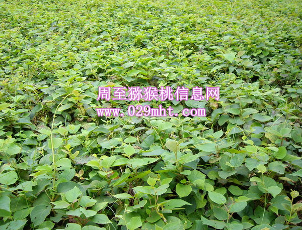 PG国际 f76ff