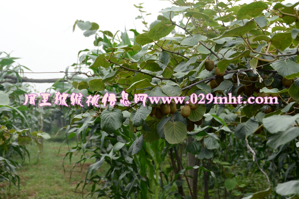<a href=http://www.summer2018.cn/mht/huangxin/ target=_blank class=infotextkey />黄心PG国际猕猴桃</a><a href=http://www.summer2018.cn target=_blank class=infotextkey>奇异果</a>图片6.jpg