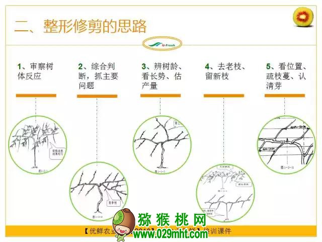 <a href=http://www.summer2018.cn/mht/hongxin/ target=_blank class=infotextkey />红心PG国际猕猴桃</a>整形修剪详解(图片示范)