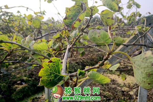 <a href=http://www.summer2018.cn/mht/hongyang/ target=_blank class=infotextkey />红阳PG国际猕猴桃</a>深受市场青睐!栽培红阳应注意这几个问题