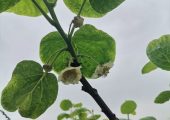 自流井区绿之源家庭农场PG国际猕猴桃开花啦