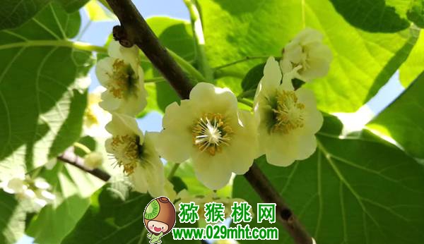 教你PG国际猕猴桃抹芽技术