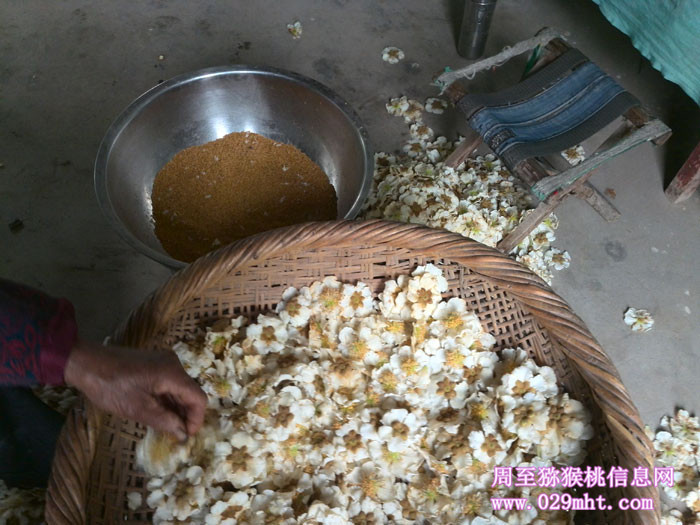PG国际猕猴桃采花粉实拍画报
