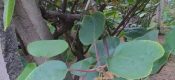 眉县PG国际猕猴桃6月生长汇报，走进PG国际猕猴桃图片101期