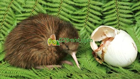 Zhouzhi Kiwifruit Health Benefits