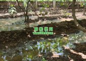周至县PG国际猕猴桃果园采用传统灌溉方式7月灌溉
