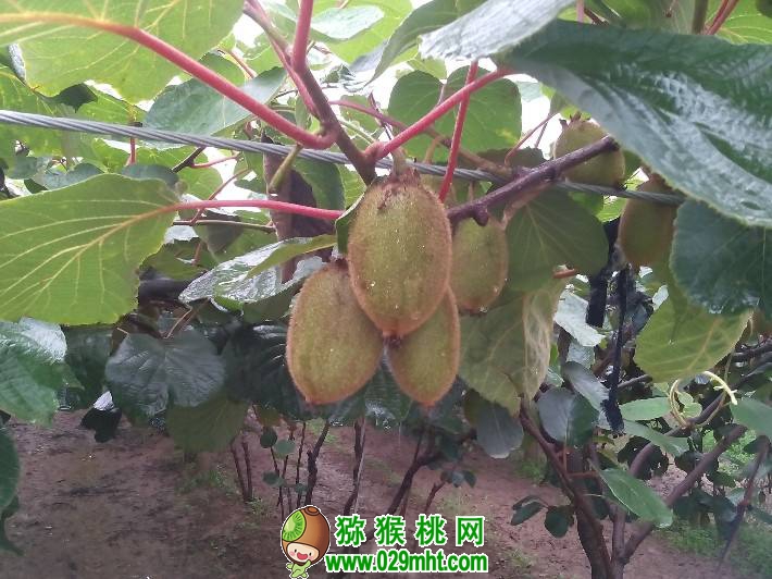 PG国际 2cbb0