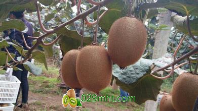 PG国际 3f87a