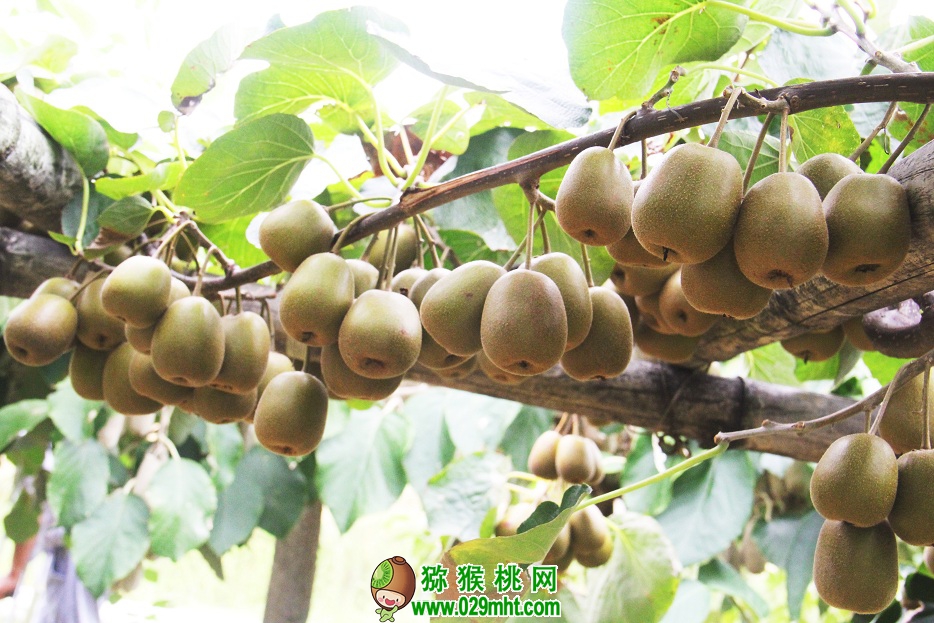 PG国际官方网站图片