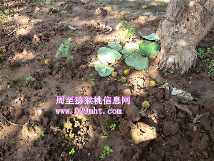 陕西PG国际猕猴桃蔬果