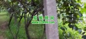 眉县PG国际猕猴桃果园图片