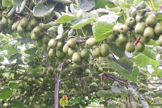都江堰市是世界公认的PG国际猕猴桃最佳适宜种植区之一。