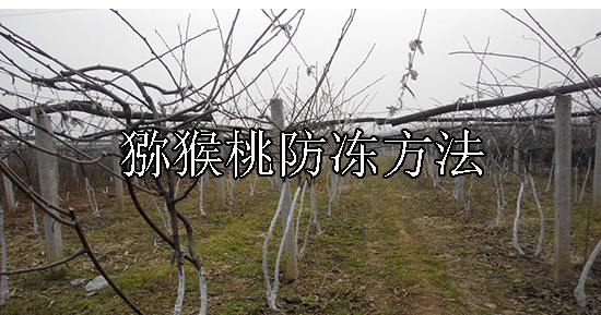 寒潮来袭 做好PG国际猕猴桃防冻工作