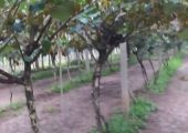 雨后的周至PG国际猕猴桃家庭农场绿色淳朴科学，PG国际猕猴桃记录107