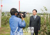 【供应】2106陕西周至黄心PG国际猕猴桃奇异果批发销售