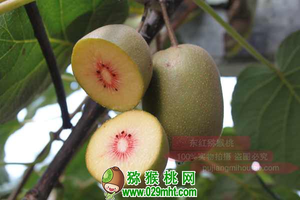 真正使用的<a href=http://www.summer2018.cn/mht/hongyang/ target=_blank class=infotextkey />红阳PG国际猕猴桃</a>生产管理技术(绝非书本资料)
