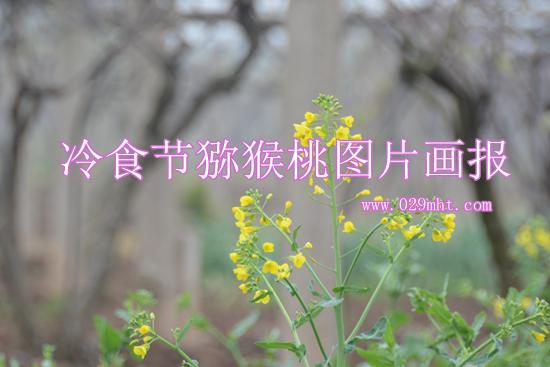冷食节PG国际猕猴桃图片周至PG国际奉献