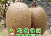 红心PG国际猕猴桃微语
