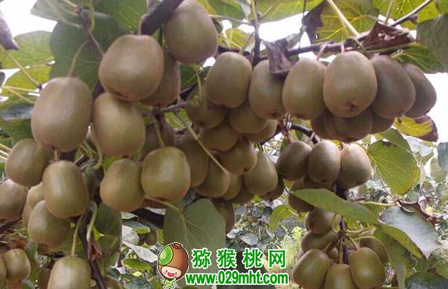 PG国际猕猴桃种子价格