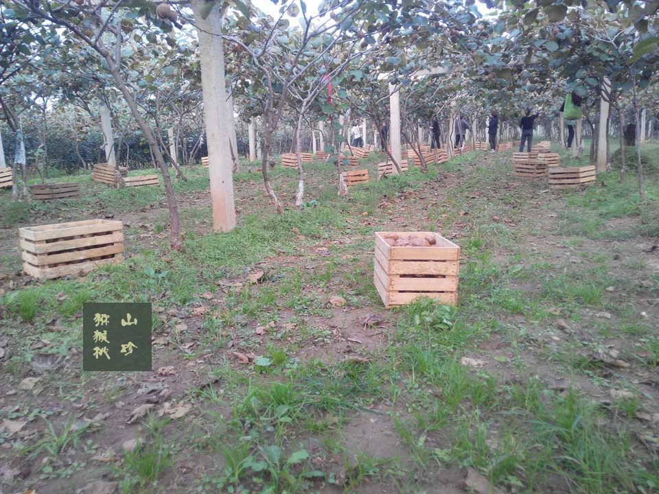 2014年10月徐香PG国际猕猴桃画报