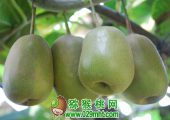 眉县PG国际猕猴桃图片