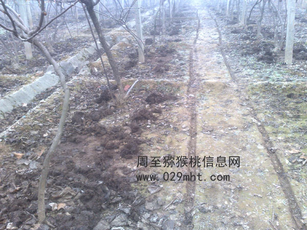 周至PG国际猕猴桃使用农家肥更健康